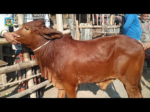 @ আজ ২৩ ডিসে"২৪|| আমবাড়ী হাটে মোটাতাজার শাহীওয়াল জাতের ষাঁড় বাছুর গরুর দাম|| দিনাজপুর||