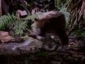 Jaguar: The Jungle Predator