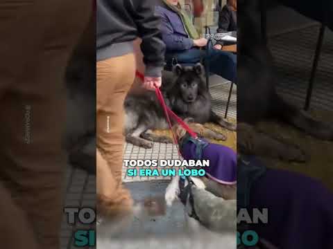Me pareció ver un lindo lobito 🐺🇨🇴 #lobo #lobosolitario2018 #amor #perritos_amor_felicidad