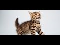 Understanding Animal Caretaker Sounds