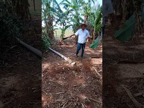 Eliminando algumas plantas #agricultura #plantas #frutas