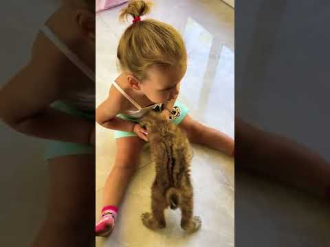 Рысь нападает на ребёнка😮 Как дикие коты и маленькие дети живут вместе 😸