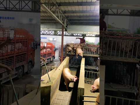 I Safely Loaded a Pig onto a Truck in JUST 10 Minutes