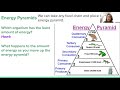 Energy Flow in Ecosystems