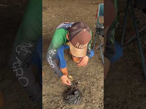 Do Agro para o Agro