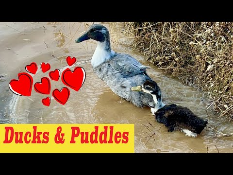 Cute Ducks Playing in Puddles ~ Our Baby Ducklings Swimming