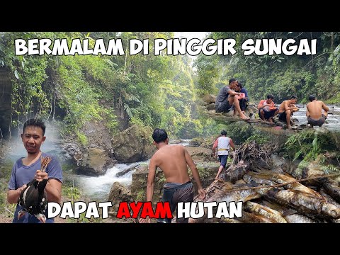 Fishing Camp Ke Kebun Pemburu Madu Lebah Liar Cari Sidat Tuo Malah Dapat Ayam Mantap Jang