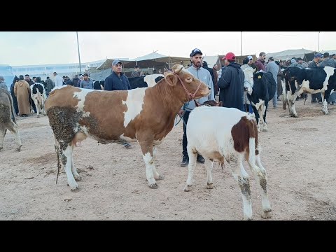 سوق أحد فاس 17/11/2024 أثمنة البقرة الوالدة والضارة والعجلة كسابية والتسمين فرجة ممتعة