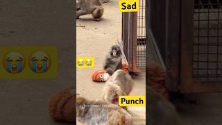 Punch si monyet yg ditolak induknya kasian