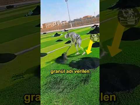 Ayıkla Sahanın Taşını ⚫ 👟 ⚽