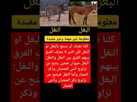 الفرق بين البغل والنغل