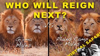 Biggest Lions Go Head to Head- Who will Win? Virtual Safari #283