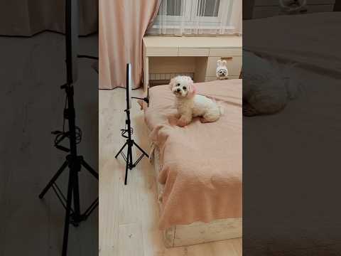 Cute, but maybe she's not a dog...