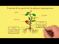Cuestionario sobre Plantas Angiospermas