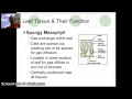 Plant Growth and Structure Concepts