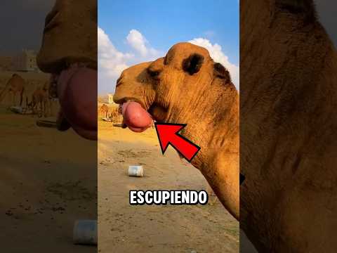 Si Ves a un Camello ESCUPIENDO Esto, ¡HUYE de Inmediato! 🐪💨