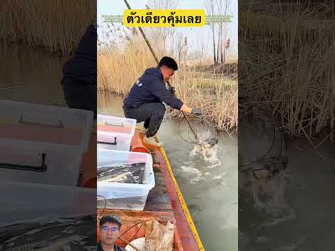 ตัวเดียวคุ้มเลย#shorts #youtubeshorts #shortvideo #short #viral #viralvideo #ytshort #ปลา #fishing