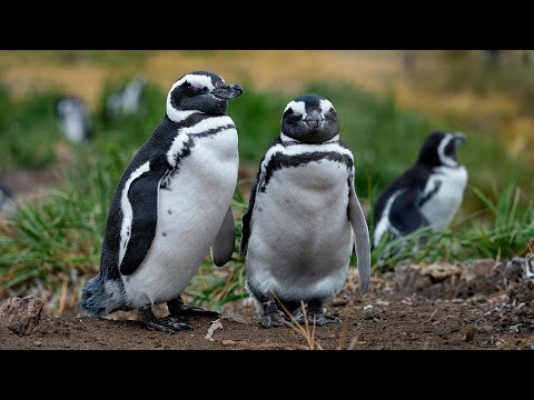 Valdes Peninsula: A Wildlife Haven on Argentina’s Atlantic Coast