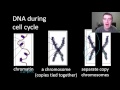 Mitosis and Cell Division Concepts