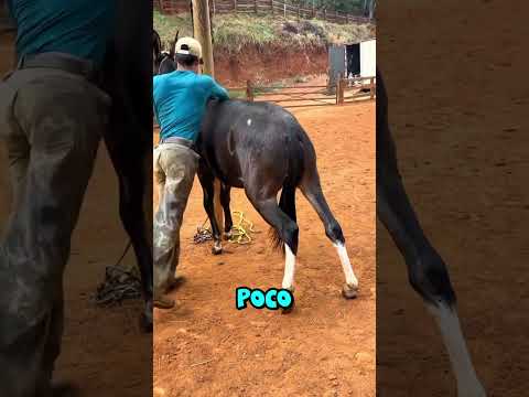 La MEJOR manera de domar un CABALLO (@vini.muladeiro)