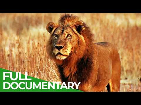 Lions Rule | Episode 2: Hunting Giants | Free Documentary Nature