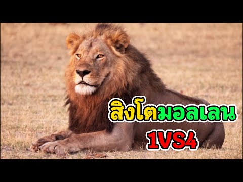 [สารคดี]สิงโตมอลเลน