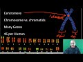 Mitosis and Chromosome Structure Concepts