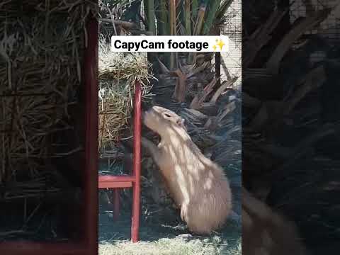 funny capybara cam footage 🦫✨🎥