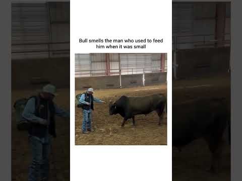 Bull recognizes the man who fed him when it was small ❤️