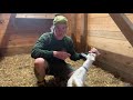 Goat Care and Breeds Knowledge