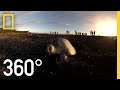 Turtle Conservation and Egg Harvesting