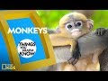 Monkey Characteristics and Communication