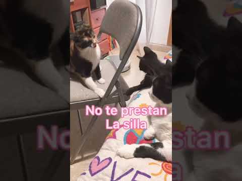 Cuando llega una gatita nueva a casa