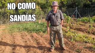 Errores INEXPLICABLES en el cultivo de Sandías y Melones