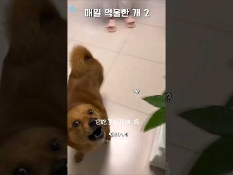 매일 억울한 개 2 #더빙농장 #동물더빙 #매일억울한개