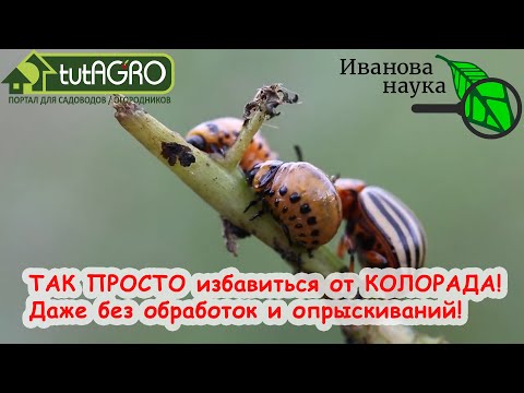 Вы удивитесь, как это просто! 5 простых способов избавиться от колорадского жука без химии навсегда!