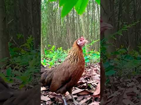 suara yang bagus untuk menarik perhatian ayam hutan betina
