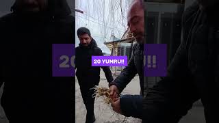 Safran Üretiminde Son Nokta! #safran #saffron