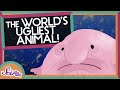 Blobfish Appearance and Adaptations