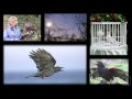 Birds: Characteristics and Insights
