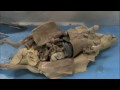 Exploring the Digestive System of the Norwegian White Rat