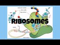 Understanding Ribosomes and Proteins