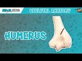Anatomy of the Humerus