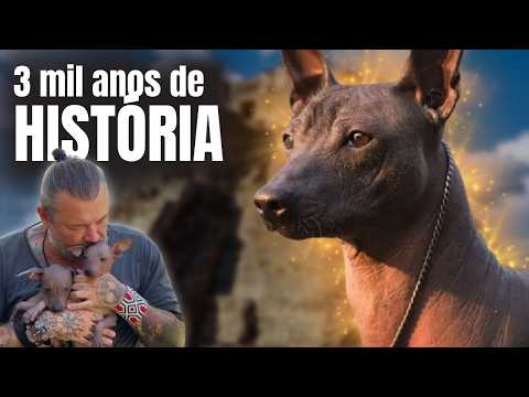 CONHECI O XOLOITZCUINTLI: A RAÇA DE CACHORRO COM MAIS DE 3 MIL ANOS DE HISTÓRIA!