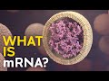 Understanding mRNA and Its Role in Vaccines