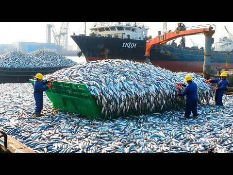 Japanese Fishermen Harvest Hundreds of Tons of Anchovy Every Day—But at What Cost to the Ocean?