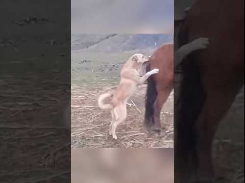 #foryou #funnypet #pets #dog #horse
