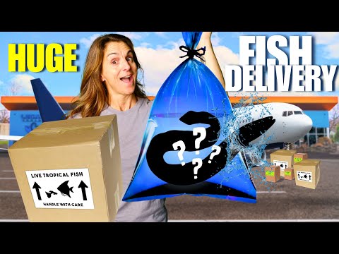 Picking Up A New Huge FISH Delivery From The AIRPORT! 🛫