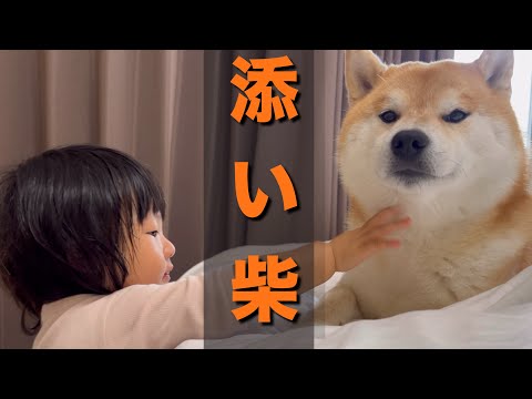 いつも側にくる１歳児が、近寄らなくなり不安になって添い寝する柴犬