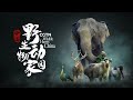 Wildlife and Biodiversity in China